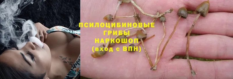 Галлюциногенные грибы Psilocybine cubensis  Тулун 